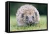 Hedgehog Close-Up from Front-null-Framed Stretched Canvas