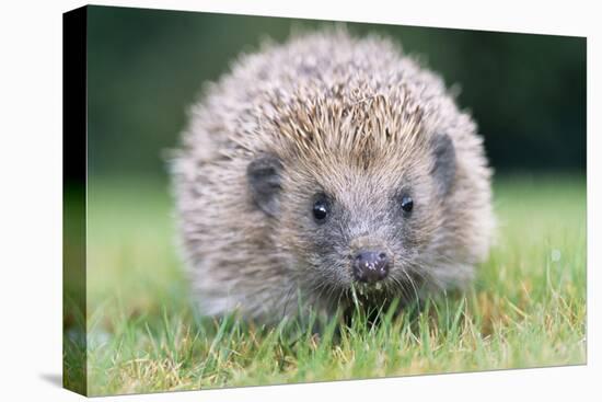 Hedgehog Close-Up from Front-null-Stretched Canvas