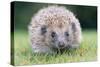 Hedgehog Close-Up from Front-null-Stretched Canvas