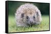 Hedgehog Close-Up from Front-null-Framed Stretched Canvas