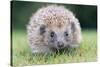 Hedgehog Close-Up from Front-null-Stretched Canvas