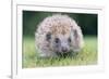 Hedgehog Close-Up from Front-null-Framed Photographic Print