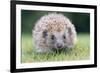 Hedgehog Close-Up from Front-null-Framed Photographic Print