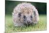 Hedgehog Close-Up from Front-null-Mounted Photographic Print