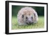 Hedgehog Close-Up from Front-null-Framed Photographic Print