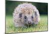Hedgehog Close-Up from Front-null-Mounted Photographic Print