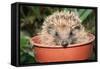 Hedgehog Close-Up in Flower Pot-null-Framed Stretched Canvas