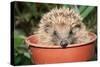 Hedgehog Close-Up in Flower Pot-null-Stretched Canvas