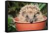 Hedgehog Close-Up in Flower Pot-null-Framed Stretched Canvas