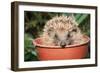 Hedgehog Close-Up in Flower Pot-null-Framed Photographic Print