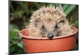 Hedgehog Close-Up in Flower Pot-null-Mounted Photographic Print