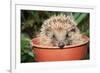 Hedgehog Close-Up in Flower Pot-null-Framed Photographic Print