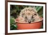 Hedgehog Close-Up in Flower Pot-null-Framed Photographic Print