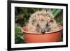 Hedgehog Close-Up in Flower Pot-null-Framed Photographic Print