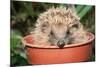 Hedgehog Close-Up in Flower Pot-null-Mounted Photographic Print