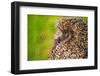 Hedgehog Curled on the Green Grass.-iurii_au-Framed Photographic Print