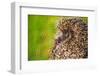 Hedgehog Curled on the Green Grass.-iurii_au-Framed Photographic Print