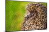 Hedgehog Curled on the Green Grass.-iurii_au-Mounted Photographic Print