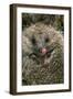 Hedgehog Curled Up in Ball-null-Framed Photographic Print