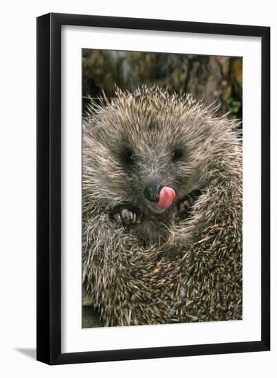 Hedgehog Curled Up in Ball-null-Framed Photographic Print