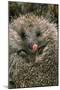 Hedgehog Curled Up in Ball-null-Mounted Photographic Print