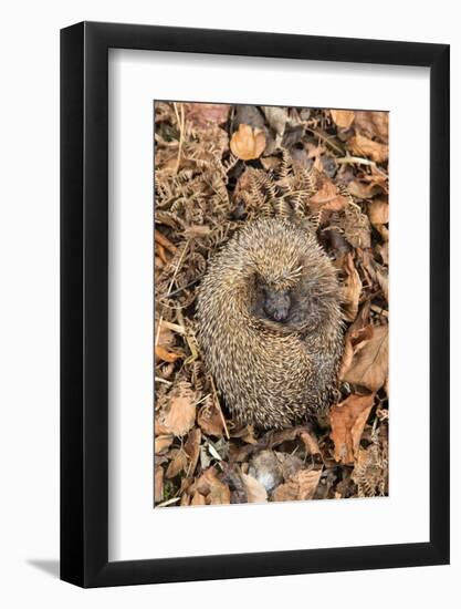 Hedgehog curled up sleeping in autumn leaves, UK-Ann & Steve Toon-Framed Photographic Print