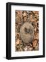 Hedgehog curled up sleeping in autumn leaves, UK-Ann & Steve Toon-Framed Photographic Print