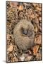 Hedgehog curled up sleeping in autumn leaves, UK-Ann & Steve Toon-Mounted Photographic Print