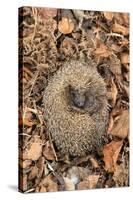 Hedgehog curled up sleeping in autumn leaves, UK-Ann & Steve Toon-Stretched Canvas