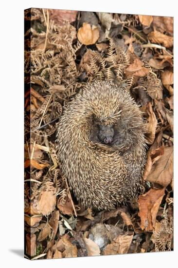 Hedgehog curled up sleeping in autumn leaves, UK-Ann & Steve Toon-Stretched Canvas