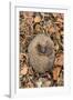Hedgehog curled up sleeping in autumn leaves, UK-Ann & Steve Toon-Framed Photographic Print