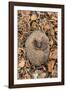 Hedgehog curled up sleeping in autumn leaves, UK-Ann & Steve Toon-Framed Photographic Print