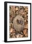 Hedgehog curled up sleeping in autumn leaves, UK-Ann & Steve Toon-Framed Photographic Print