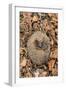 Hedgehog curled up sleeping in autumn leaves, UK-Ann & Steve Toon-Framed Photographic Print