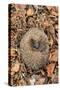 Hedgehog curled up sleeping in autumn leaves, UK-Ann & Steve Toon-Stretched Canvas