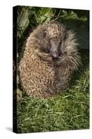 Hedgehog (Erinaceinae), Devon, England, United Kingdom-Janette Hill-Stretched Canvas