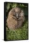 Hedgehog (Erinaceinae), Devon, England, United Kingdom-Janette Hill-Framed Stretched Canvas