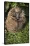 Hedgehog (Erinaceinae), Devon, England, United Kingdom-Janette Hill-Stretched Canvas