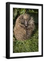 Hedgehog (Erinaceinae), Devon, England, United Kingdom-Janette Hill-Framed Premium Photographic Print