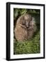 Hedgehog (Erinaceinae), Devon, England, United Kingdom-Janette Hill-Framed Premium Photographic Print