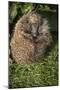 Hedgehog (Erinaceinae), Devon, England, United Kingdom-Janette Hill-Mounted Premium Photographic Print