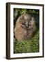 Hedgehog (Erinaceinae), Devon, England, United Kingdom-Janette Hill-Framed Photographic Print