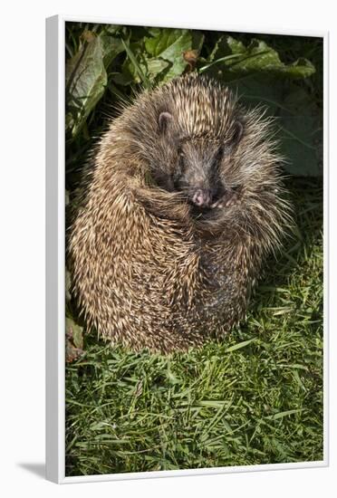 Hedgehog (Erinaceinae), Devon, England, United Kingdom-Janette Hill-Framed Photographic Print