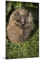 Hedgehog (Erinaceinae), Devon, England, United Kingdom-Janette Hill-Mounted Photographic Print