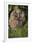 Hedgehog (Erinaceinae), Devon, England, United Kingdom-Janette Hill-Framed Photographic Print