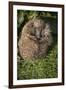 Hedgehog (Erinaceinae), Devon, England, United Kingdom-Janette Hill-Framed Photographic Print