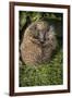 Hedgehog (Erinaceinae), Devon, England, United Kingdom-Janette Hill-Framed Photographic Print