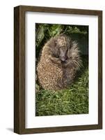 Hedgehog (Erinaceinae), Devon, England, United Kingdom-Janette Hill-Framed Photographic Print