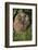 Hedgehog (Erinaceinae), Devon, England, United Kingdom-Janette Hill-Framed Photographic Print