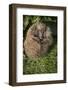 Hedgehog (Erinaceinae), Devon, England, United Kingdom-Janette Hill-Framed Photographic Print